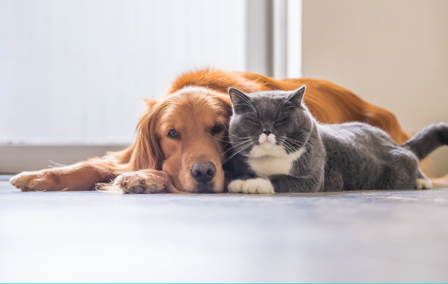dog and cat laying together