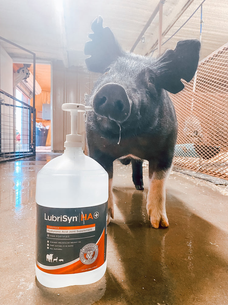 picture of a show pig with a gallon of lubrisynha livestock