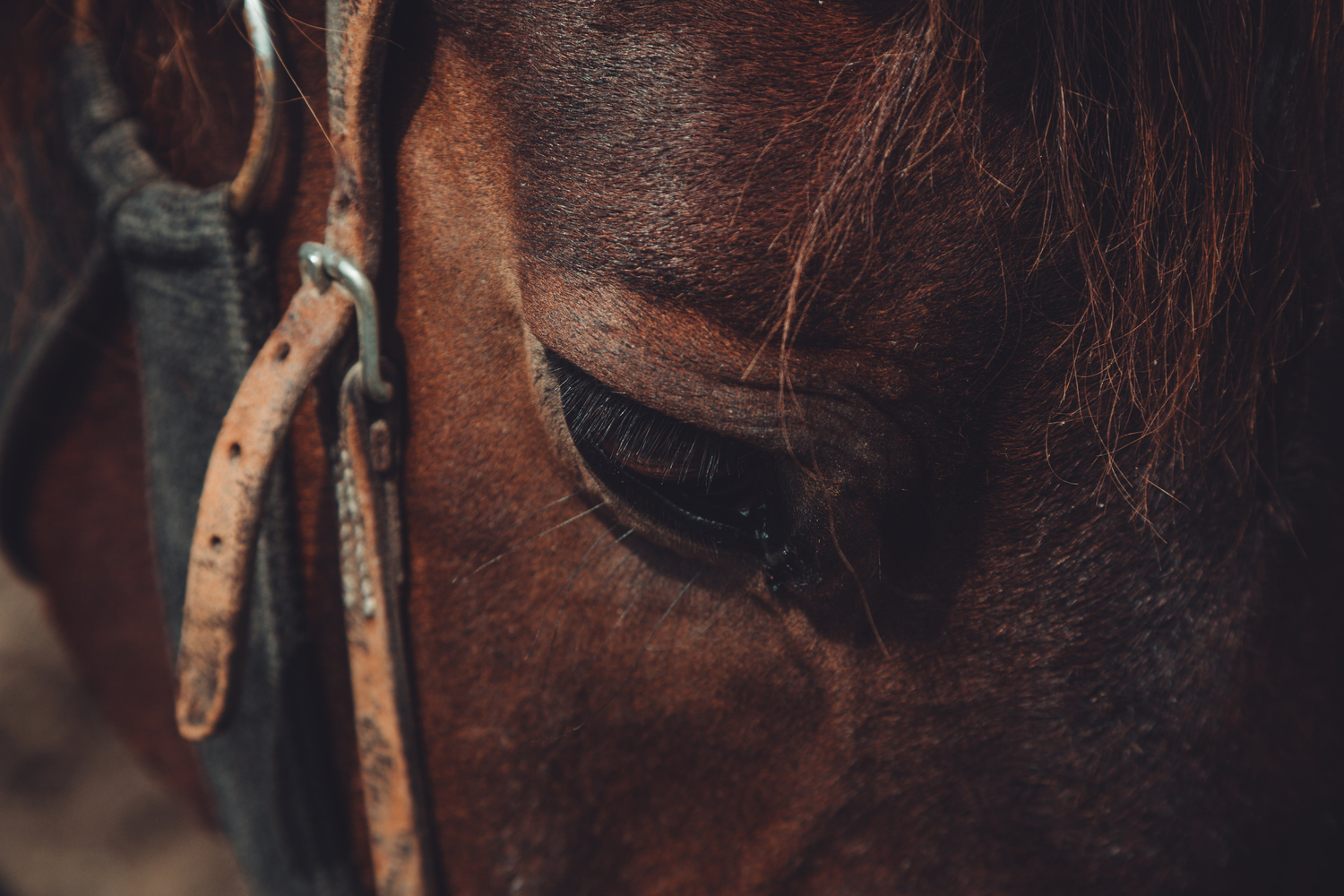 close up of a horse's face